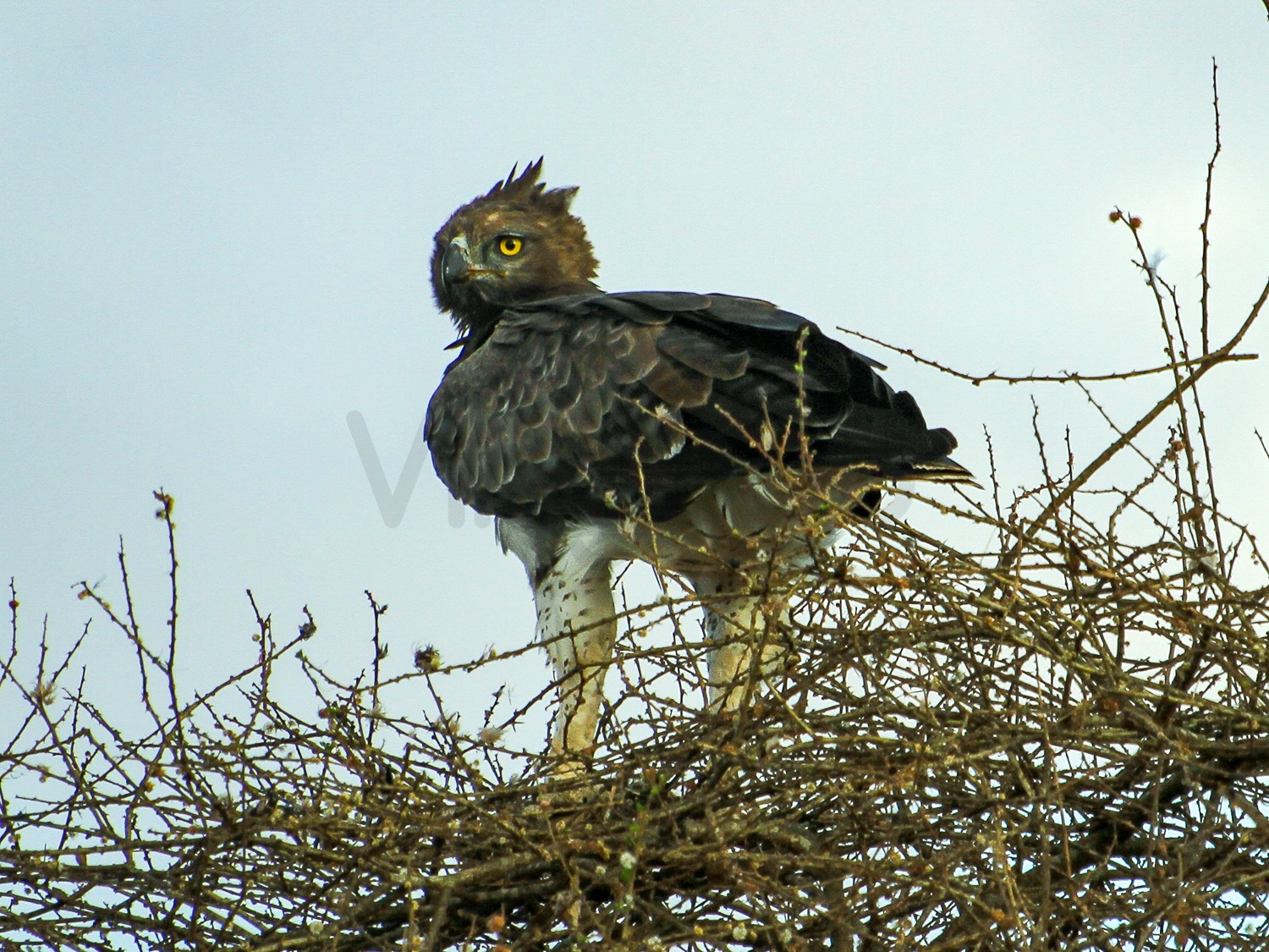 Martial Eagle | Amboseli National Park